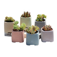Breathable Ceramic Succulent Planter Pot Set with Drainage for Indoor Outdoor Plants