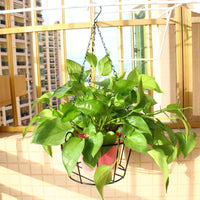 Wall-Mounted Iron Hanging Planter Basket for Balcony Garden