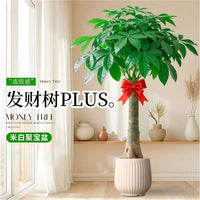 Money Tree Plant, Large Indoor/Outdoor Bonsai for Living Room & Office, Air Purifying