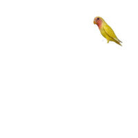 2025 New Splash-Proof Bird Cage for Parrots, Mynahs, Pearl Birds, Budgies, and Small Sun Conures