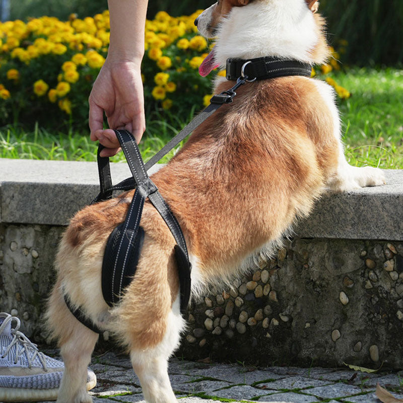 Pet Dog Rear Leg Support Harness for Injured or Disabled Dogs