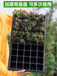 Seedling Starter Trays with 10-Pack Plastic Plant Propagation Germination Trays for Vegetable and Flower Cultivation