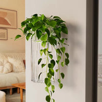 Wall-Mounted Hydroponic Planter for Indoor Plants - Clear Acrylic Decor