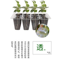 6-Cell Seed Starter Tray with Humidity Dome for Seedling Propagation