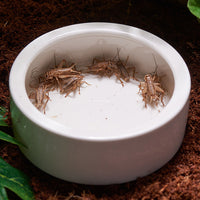 Ceramic Reptile Feeding Dish for Geckos, Lizards, and Small Pets - Escape-Proof Mealworm and Dubia Roach Bowl