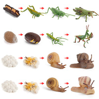 Life Cycle Figurines Montessori Educational Toys for Kids