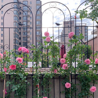 Wrought Iron Garden Trellis for Climbing Plants, Roses, Clematis, and Vines