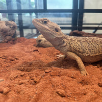 Reptile Calcium Sand Substrate for Leopard Geckos, Lizards, and Desert Terrariums, 1.8kg