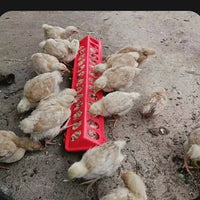 Thickened Poultry Feeder Trough for Chickens, Ducks, Geese - Dry/Wet Food Dispenser