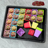 Succulent Seedling Tray Set with Square Pots and Drip Tray