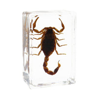 Real Insect Specimen in Clear Amber Resin Block for Educational Observation