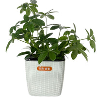 Self-Watering Square Rattan-Style Planter for Indoor & Outdoor Plants