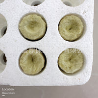 Hydroponic Rockwool Grow Plugs for Seed Starting and Soilless Cultivation