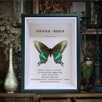 3cm Deep Shadow Box Frame with High-Transparency Glass for Butterfly Insect Specimen Display and DIY Art