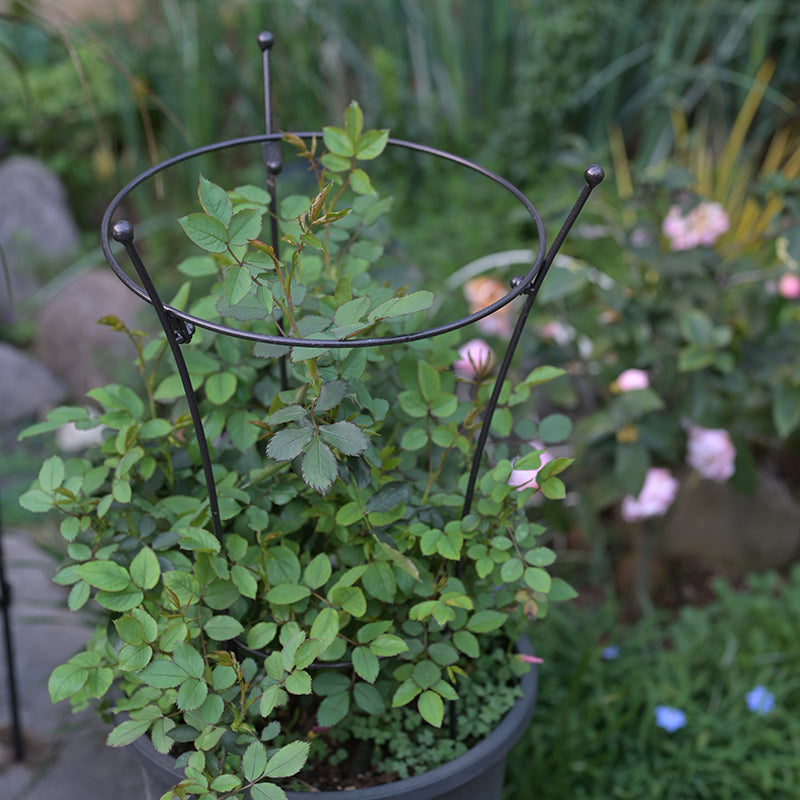 Iron Bouquet-Shaped Plant Support Stakes for Climbing Flowers and Shrubs, 2-Pack