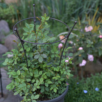 Iron Bouquet-Shaped Plant Support Stakes for Climbing Flowers and Shrubs, 2-Pack