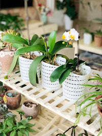 Orchid Hanging Planter Basket with High Transparency Plastic Pot for Indoor and Outdoor Use