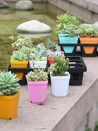 Colorful Plastic Succulent Planters with Trays - 10cm Square Nursery Pots for Seedlings