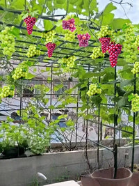 Heavy Duty Coated Steel Garden Arch Trellis for Climbing Plants, Vegetables, and Fruits