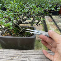 Mini Gardening Tool Set for Potted Plants & Succulents - Rake, Shovel, Tweezers