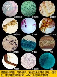 Biological Microscope Prepared Slides Set, Animal & Plant Specimen Glass Slides for Kids Science Education