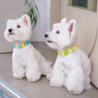 Waterproof Dog Collar with Leash for Small, Medium, and Large Breeds