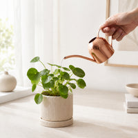 Stainless Steel Mini Watering Can for Indoor Plants, Long Spout, 500ml