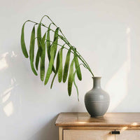 Artificial Greenery Monet Wedding Floral Arrangement Leaves Dragon Beard Grass Asparagus Grass Lawn Wedding Decoration Wholesale Green Leaves