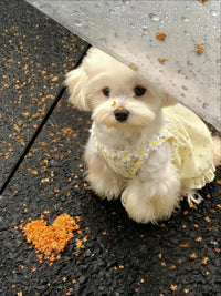 Pet Dog Cat Summer Thin Dress Vest for Small Dogs Bichon