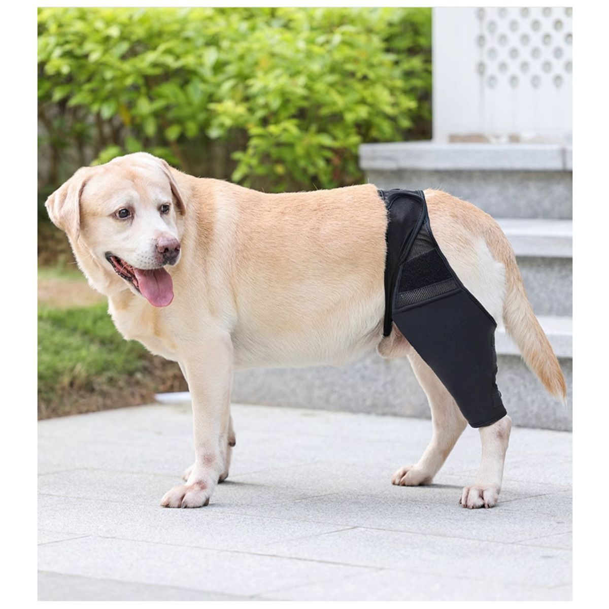 Dog Leg Brace for Injury Recovery and Support