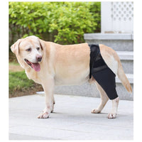 Dog Leg Brace for Injury Recovery and Support