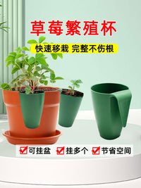 Strawberry Propagation Cups with Ground Stakes for Seedling Transplanting and Rooting