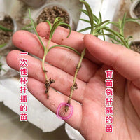 Biodegradable Non-Woven Plant Nursery Bags for Seedling Cultivation