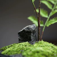 Preserved Moss Bonsai Wabi-Sabi Style Artificial Plant for Office & Hotel Decor