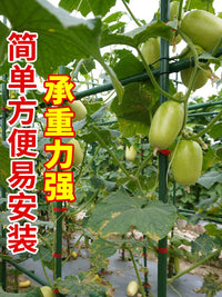 Garden Plant Support Stakes for Climbing Vines, Tomatoes, Cucumbers, and Beans