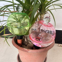 Self-Watering Glass Bulb with Lid for Potted Plants