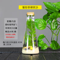 Self-Sustaining Ecosystem Betta Fish Tank Micro Landscape DIY Ornament