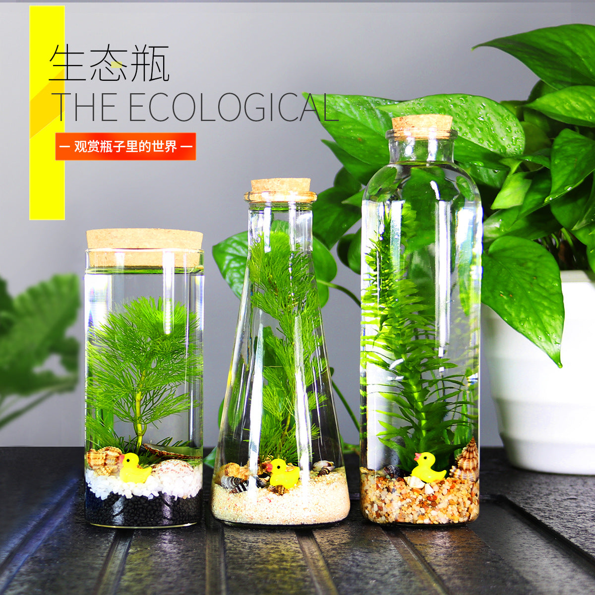 Self-Sustaining Ecosystem Betta Fish Tank Micro Landscape DIY Ornament