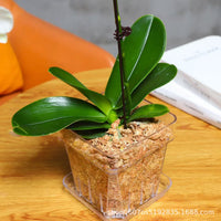 Clear Wall-Mounted Orchid Pot with Tray - Thickened Plastic for Phalaenopsis, Oncidium, Dendrobium