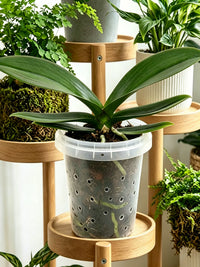 Orchid Planter Plastic Milk Tea Cup Style Pot for Indoor Plants