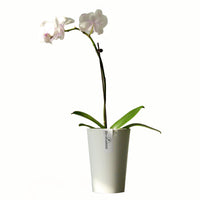 Tall Plastic Planter Pot for Succulents and Cacti, Minimalist Design with Drainage