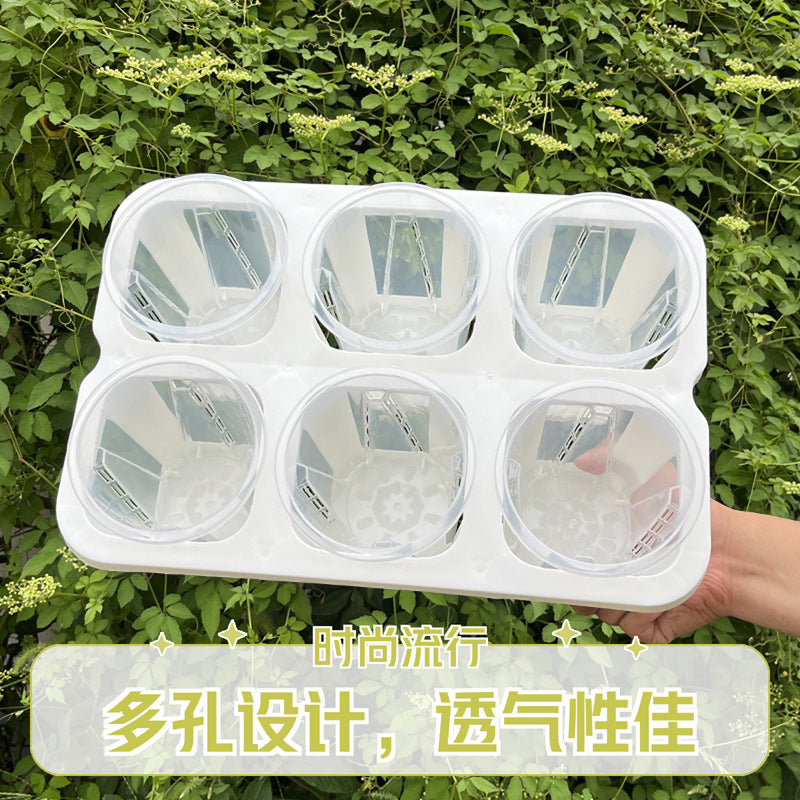 3-inch Planter with 6-Cell Tray, High Transparency Root Observation Pot for Succulents, Roses, Begonias, and Moss