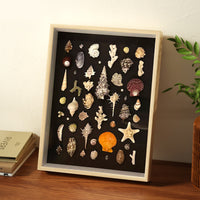 DIY Manual Specimen Display Frame for Shells, Stones, and Plants - Empty Shadow Box