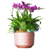 Luxury Thickened Plastic Orchid Pot with Tray, Large Caliber, for New Year's Festivities