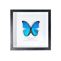 3D Shadow Box Display Frame with 2cm Depth for Specimens, DIY Art, and Photos