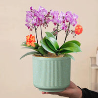 Ceramic Orchid Planter Pot with Tray for Indoor Desktop Plants