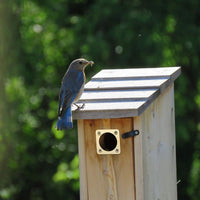 Metal Birdhouse Hole Protector Predator Guard for Nest Boxes