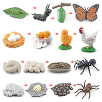 Life Cycle Animal Model Toys for Early Education