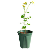 Garden Plant Support Stakes for Climbing Vines and Flowers, Single Stem Anti-Toppling Stand