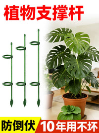 Plant Support Stakes for Climbing Plants, Monstera, Tomatoes, and Garden Vegetables